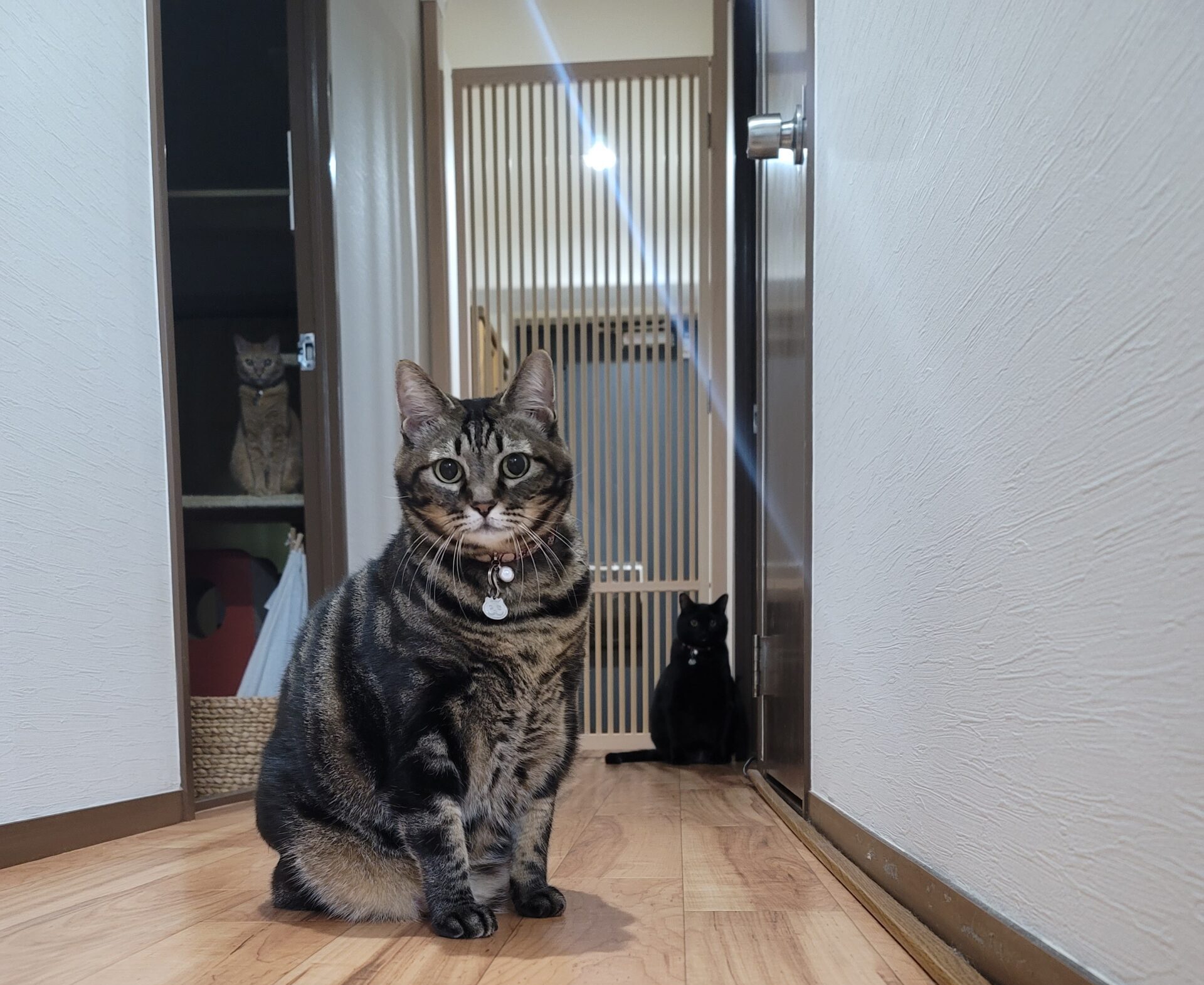 開発のきっかけ（保護された猫）