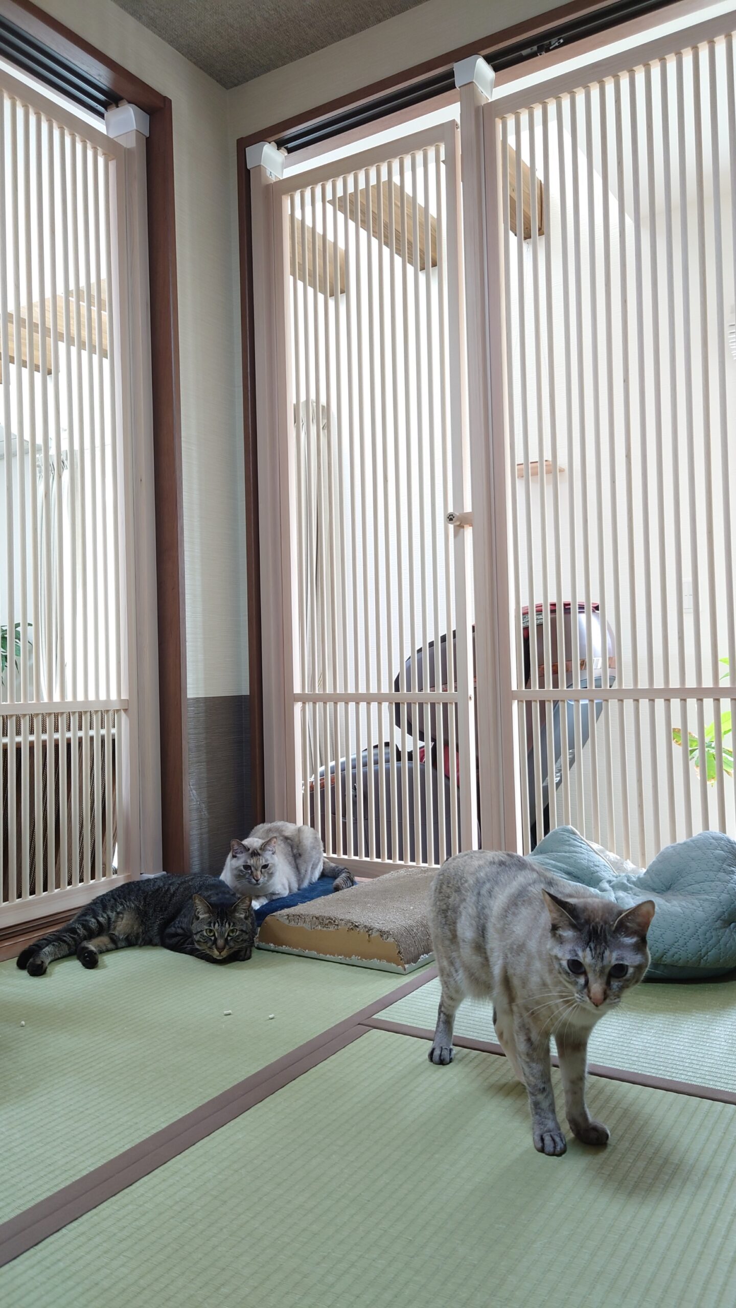 猫専用スペース