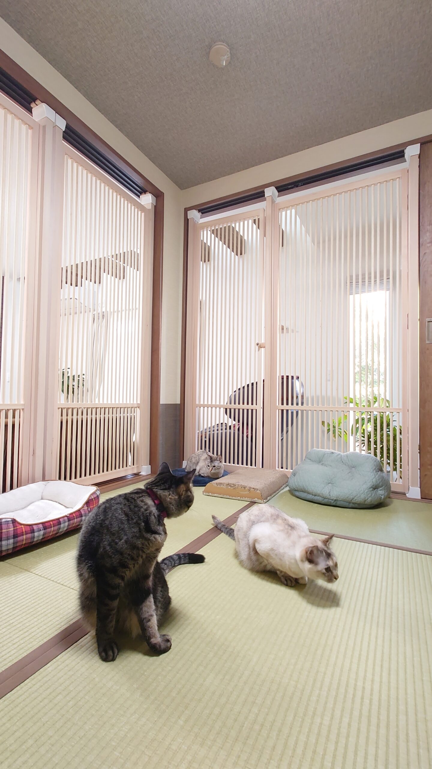 猫専用スペース