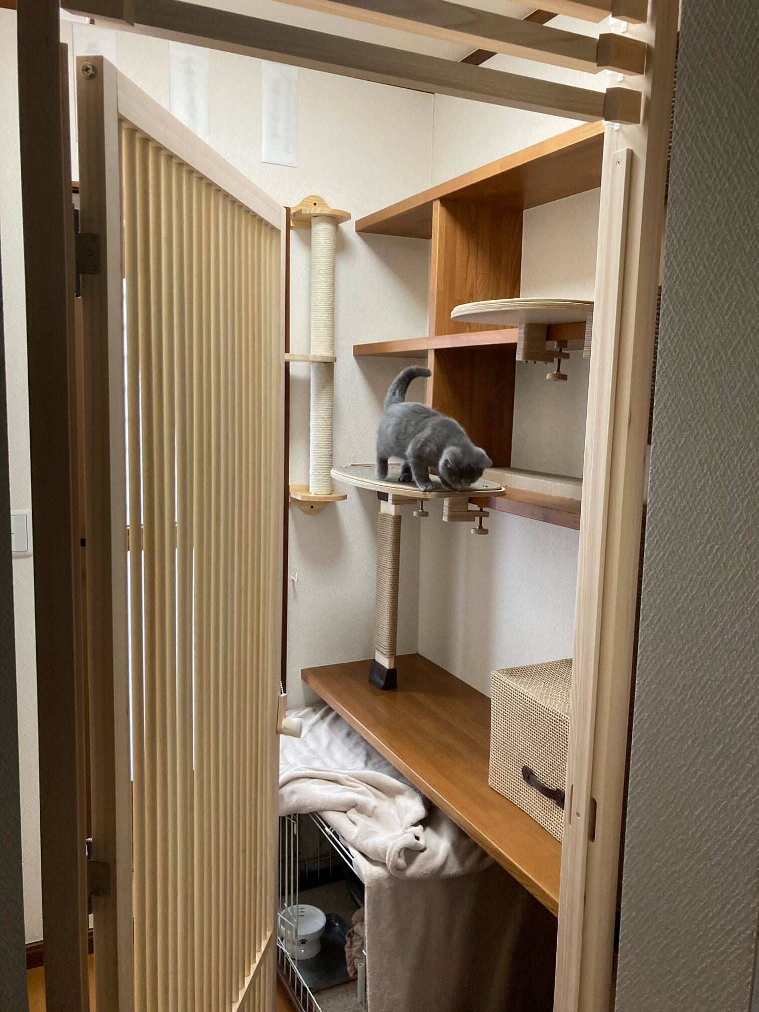 猫専用スペース