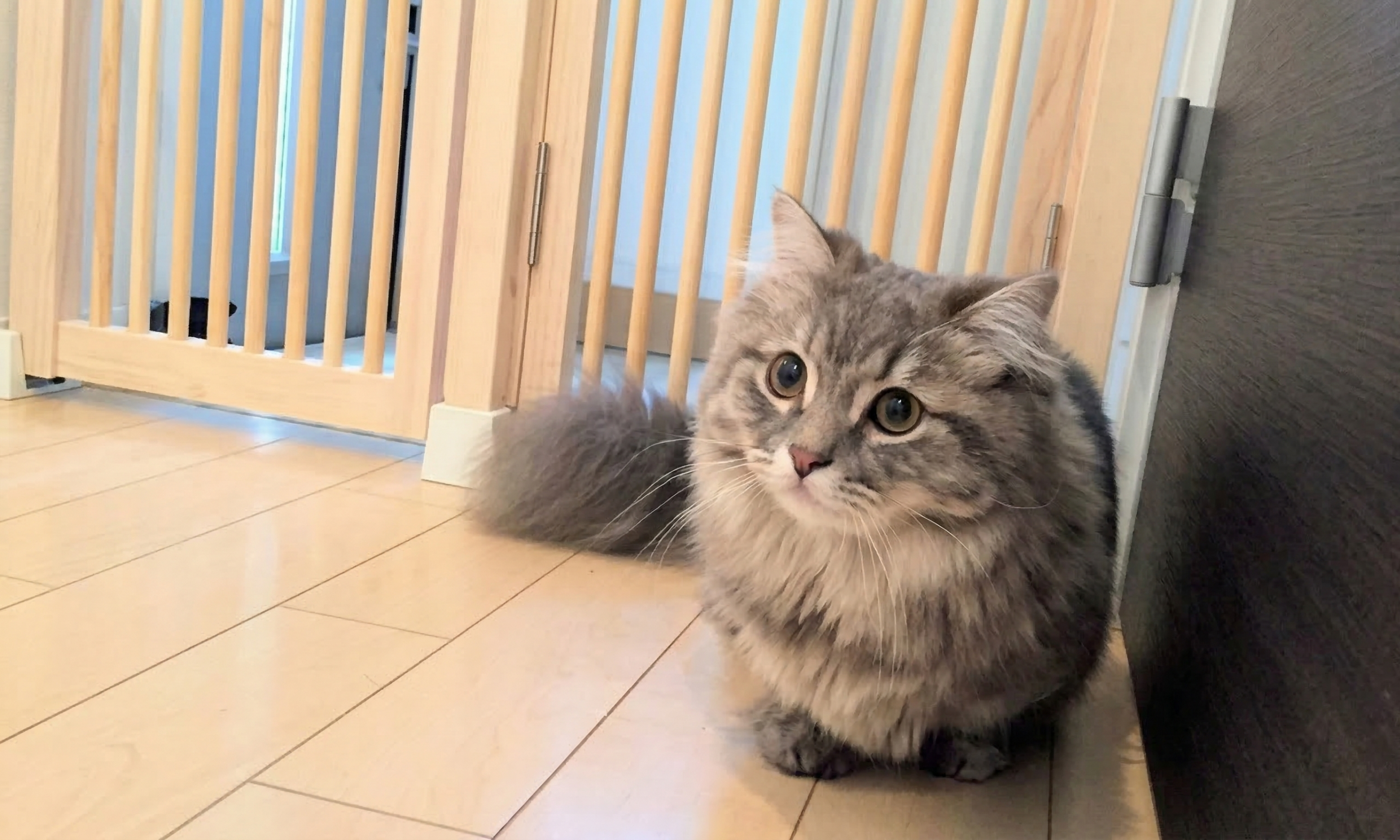 にゃんがーど